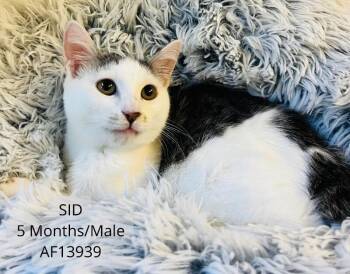 Sid -  Domestic Short Hair Cat for Adoption - Sid | PetCurious