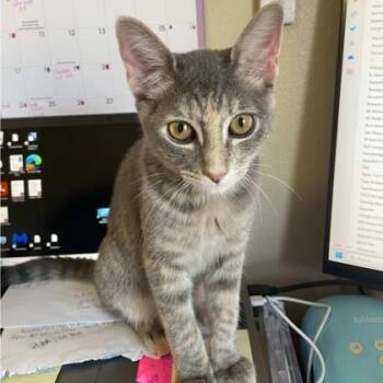 Rescue Domestic Short Hair Cats for Adoption in Warr Acres, Oklahoma - Chloe | PetCurious