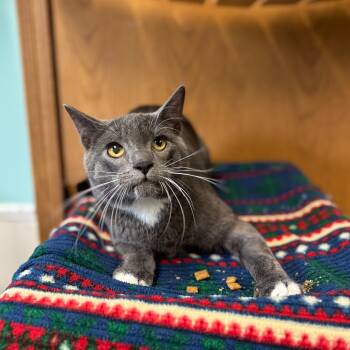 Rescue Domestic Short Hair Cats for Adoption in Fargo, North Dakota - Hopper--In Foster | PetCurious
