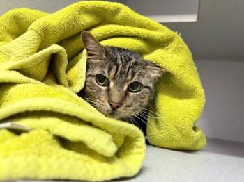 Bella -  Domestic Short Hair Cat for Adoption in New York, New York - Bella | PetCurious