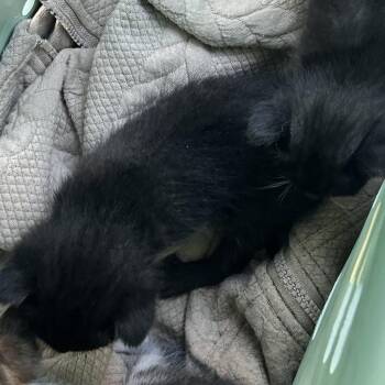 Michelle -  Domestic Short Hair Cat for Adoption in West Palm Beach, Florida - Michelle | PetCurious