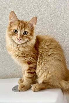 Rescue Domestic Long Hair and Tabby Cats for Adoption in Chandler, Arizona - Benson Garibay | PetCurious