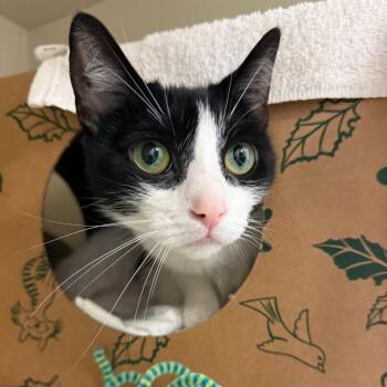 Baked Bean -  Domestic Short Hair Cat for Adoption in Fairport, New York - Baked Bean | PetCurious