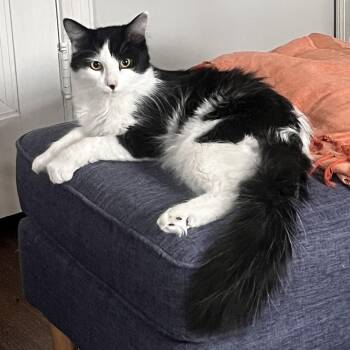 Domestic Medium Hair and Norwegian Forest Cat Cats Available for Adoption - Domino | PetCurious