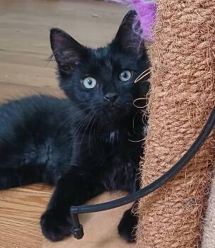 Onyx -  Domestic Medium Hair Cat for Adoption in Darien Center, New York - Onyx | PetCurious