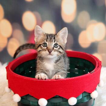 Domestic Short Hair Cats Available for Adoption in Lenexa, Kansas - Witt | PetCurious