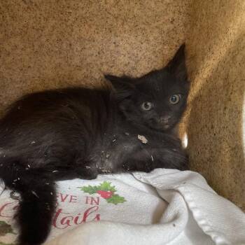 Thistle -  Domestic Medium Hair Cat for Adoption in Pasadena, California - Thistle | PetCurious