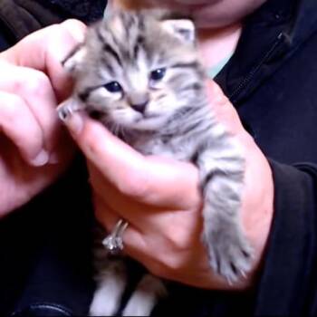 Willow -  Domestic Short Hair Cat for Adoption in Defiance, Ohio - Willow | PetCurious