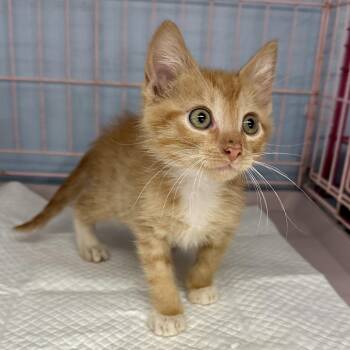 Rescue Domestic Short Hair Cats for Adoption in Franklin Township, New Jersey - Nicolas | PetCurious