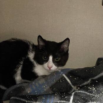 Domestic Short Hair Cats Available for Adoption - Charm | PetCurious