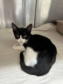 Rescue Domestic Short Hair Cats for Adoption in Marietta, Georgia - Lucy | PetCurious