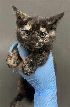NIKOLA -  Domestic Short Hair Cat for Adoption in San Bernardino, California - NIKOLA | PetCurious