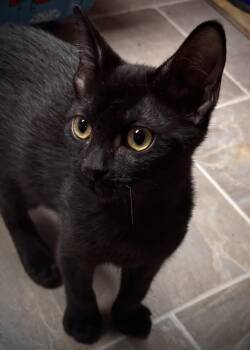 Hashbrown -  Domestic Short Hair Cat for Adoption in Omaha, Nebraska - Hashbrown | PetCurious