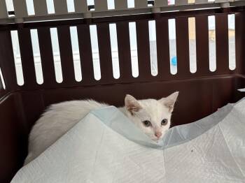 Rescue Domestic Short Hair Cats for Adoption in Fishers, Indiana - Snow | PetCurious