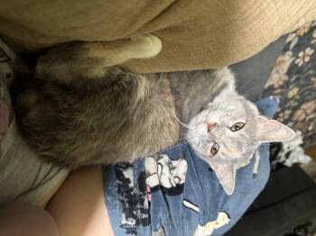 Rescue Domestic Short Hair and Dilute Tortoiseshell Cats for Adoption in Campbellsville, Kentucky - Nellie | PetCurious