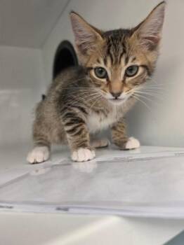 Roux -  Domestic Short Hair Cat for Adoption in Roseville, California - Roux | PetCurious