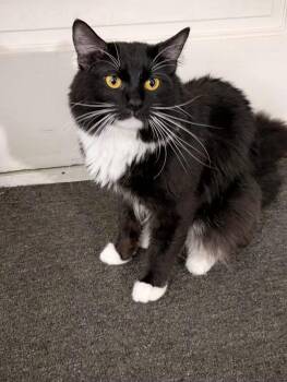 Possum -  Tuxedo Cat for Adoption in Monterey, Virginia - Possum | PetCurious