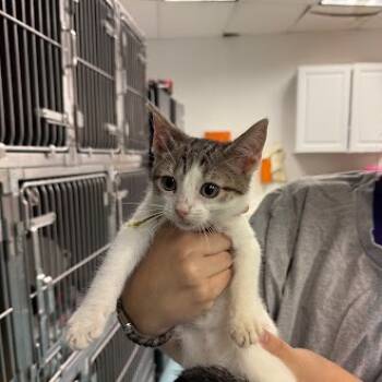 Rescue Domestic Short Hair Cats for Adoption in Austin, Texas - Horseradish 29 | PetCurious