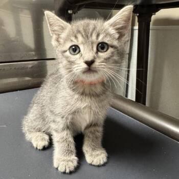 Domestic Short Hair Cats Available for Adoption in Blue Ridge, Georgia - Cosmo | PetCurious