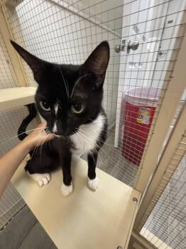 Tamara -  Domestic Short Hair Cat for Adoption in Shrewsbury, Massachusetts - Tamara | PetCurious