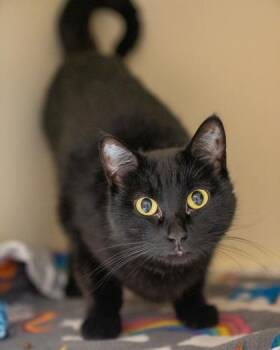 Sis -  Domestic Short Hair Cat for Adoption in Pequot Lakes, Minnesota - Sis | PetCurious