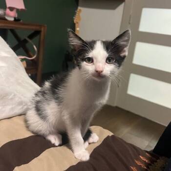 Rescue Domestic Short Hair Cats for Adoption in Houston, Texas - Cookie | PetCurious