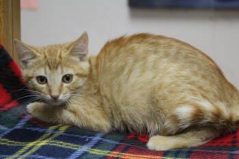 Debbie -  Domestic Short Hair Cat for Adoption in Portage, Wisconsin - Debbie | PetCurious
