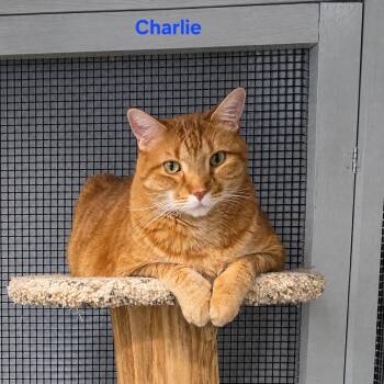 Charlie -  Domestic Short Hair Cat for Adoption in Whitewater, Wisconsin - Charlie | PetCurious