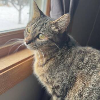 Domestic Short Hair Cats Available for Adoption - Stephanie | PetCurious