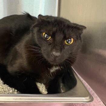 Domestic Short Hair Cats Available for Adoption - Giggle Mcdimples | PetCurious