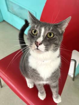 Domestic Short Hair Cats Available for Adoption in Chicago, Illinois - Hidden Valley  | PetCurious