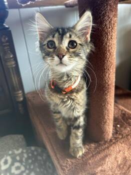 Amanda -  Domestic Medium Hair Cat Available for Adoption in Fort Collins, Colorado - Amanda | PetCurious