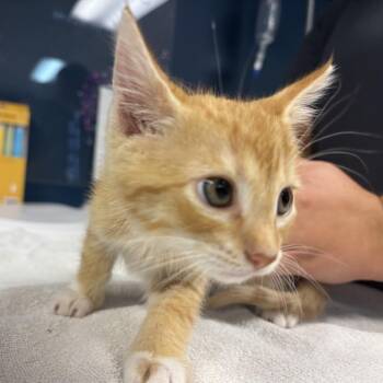 Wrath -  Domestic Short Hair Cat for Adoption in Newark, New Jersey - Wrath | PetCurious