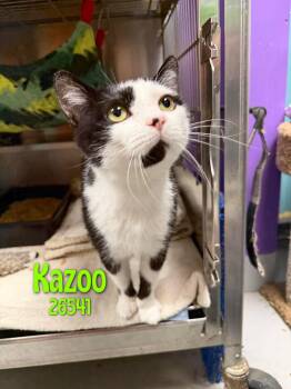 Kazoo -  Domestic Short Hair Cat Available for Adoption in Oak Ridge, Tennessee - Kazoo | PetCurious