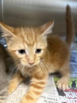 If-14 -  Domestic Short Hair Cat for Adoption in Lawrenceville, Georgia - If-14 | PetCurious