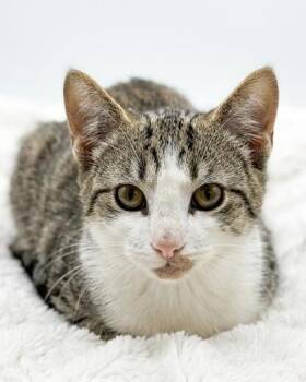 Marvel -  Domestic Short Hair and American Shorthair Cat for Adoption in Bedford, Indiana - Marvel | PetCurious