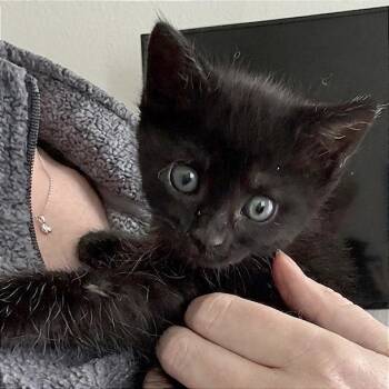 Domestic Short Hair Cats Available for Adoption in Pleasant Hill, California - A1046691 Benito | PetCurious