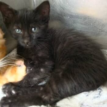 Moon -  Domestic Short Hair Cat for Adoption in Las Vegas, Nevada - Moon | PetCurious