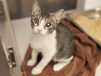 SWEETNIN -  Domestic Short Hair Cat for Adoption in Phoenix, Arizona - SWEETNIN | PetCurious