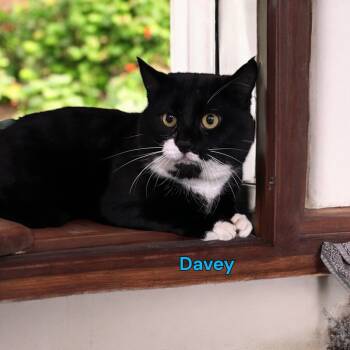 Rescue Domestic Long Hair Cats for Adoption in Jim Thorpe, Pennsylvania - Davey | PetCurious