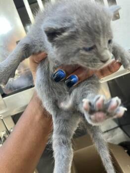 Rescue Domestic Short Hair Cats for Adoption in Dallas, Texas - TRINI | PetCurious