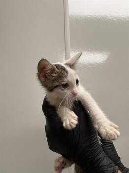 SEMIU - NEEDS FOSTER -  Domestic Short Hair Cat for Adoption in Ontario, California - SEMIU - NEEDS FOSTER | PetCurious