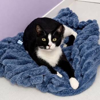 Tuxedo Cats Available for Adoption in Bethel, Connecticut - Geoff | PetCurious