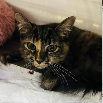 Valencia -  Domestic Short Hair Cat for Adoption - Valencia | PetCurious