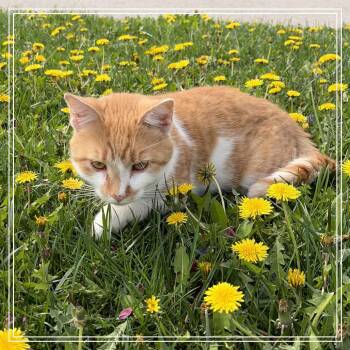 Domestic Short Hair Cats Available for Adoption in Monroe, Michigan - Mason | PetCurious