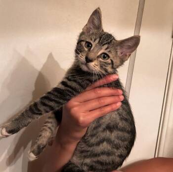 Bucky -  Domestic Short Hair Cat for Adoption in Salt Lake City, Utah - Bucky | PetCurious