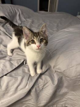 Harriette -  Domestic Short Hair Cat for Adoption in Indianapolis, Indiana - Harriette | PetCurious