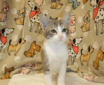PRESLEY -  Domestic Short Hair Cat for Adoption in San Jose, California - PRESLEY | PetCurious