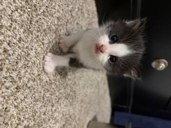 Domestic Short Hair Cats Available for Adoption - Rocky | PetCurious