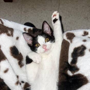 Winston -  Domestic Short Hair Cat for Adoption in Houston, Texas - Winston | PetCurious